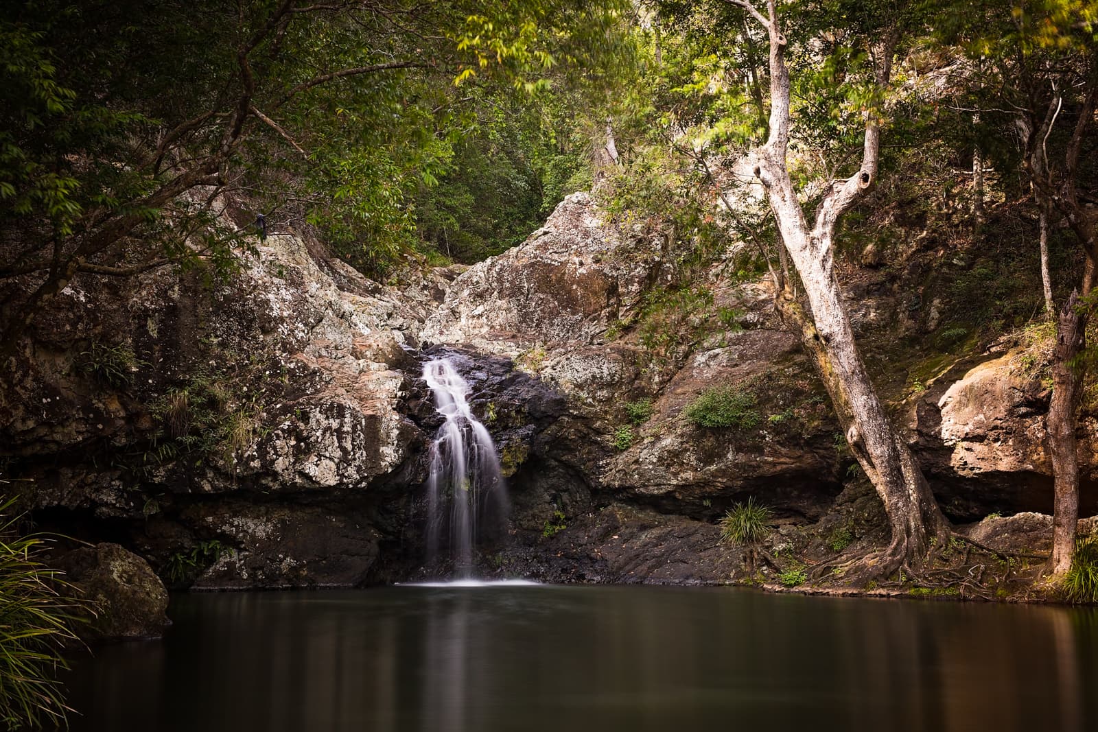 Kondalilla National Park — Flaxton, Sunshine Coast